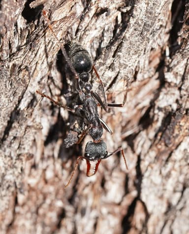 Myrmecia pyriformis photo 99