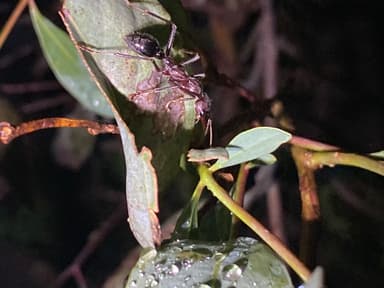 Myrmecia pyriformis photo 101