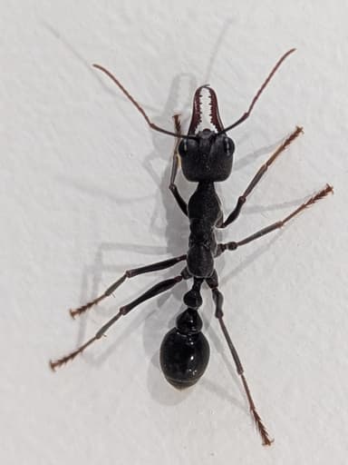 Myrmecia pyriformis photo 102