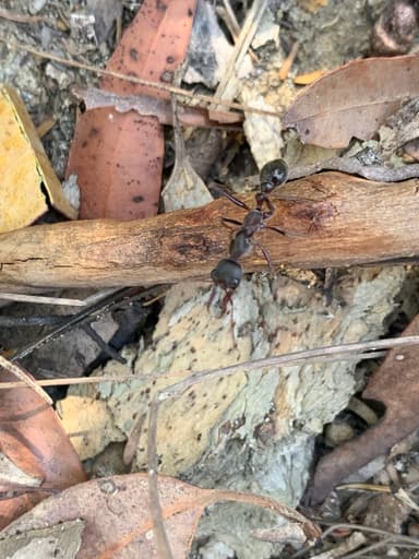 Myrmecia pyriformis photo 105