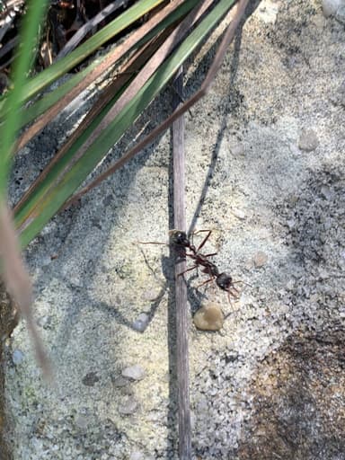 Myrmecia pyriformis photo 108