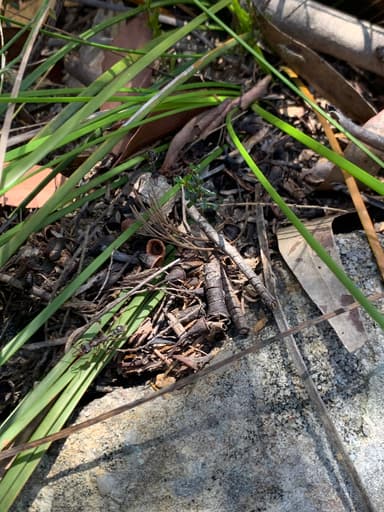 Myrmecia pyriformis photo 109