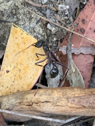 Myrmecia pyriformis photo 111