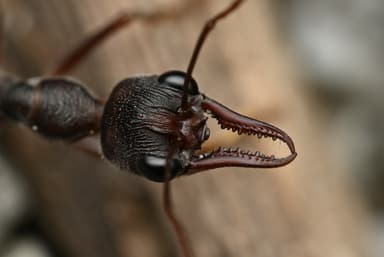 Myrmecia pyriformis photo 112