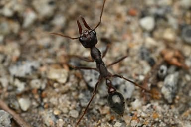 Myrmecia pyriformis photo 113