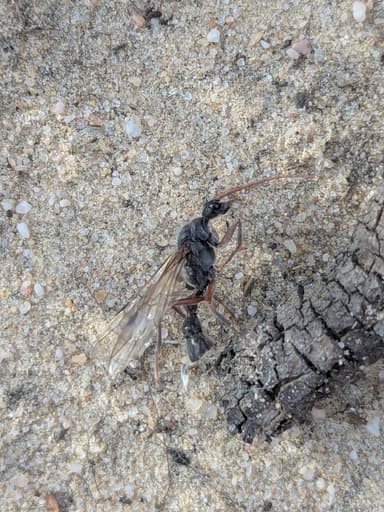 Myrmecia pyriformis photo 114