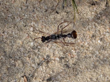 Myrmecia pyriformis photo 115