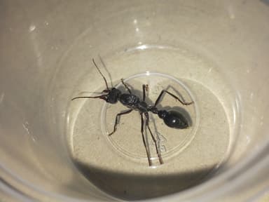 Myrmecia pyriformis photo 116