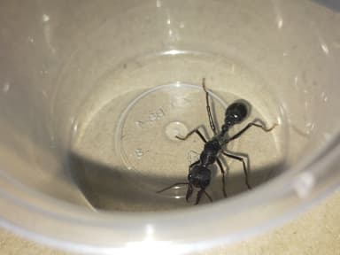 Myrmecia pyriformis photo 117