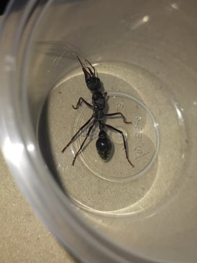Myrmecia pyriformis photo 118
