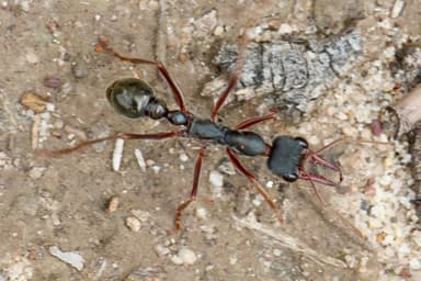 Myrmecia pyriformis photo 119