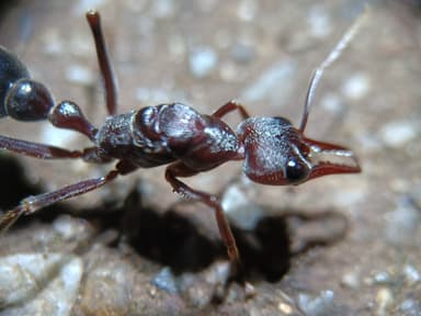 Myrmecia pyriformis photo 120