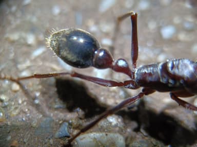 Myrmecia pyriformis photo 121