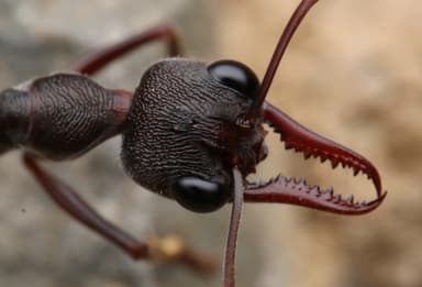 Myrmecia pyriformis photo 123