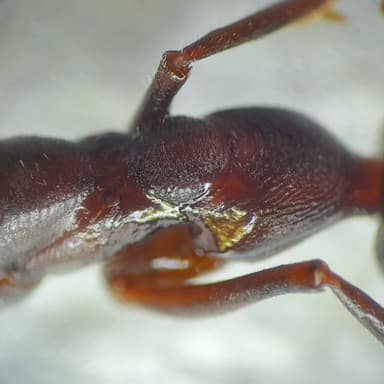 Myrmecia pyriformis photo 129