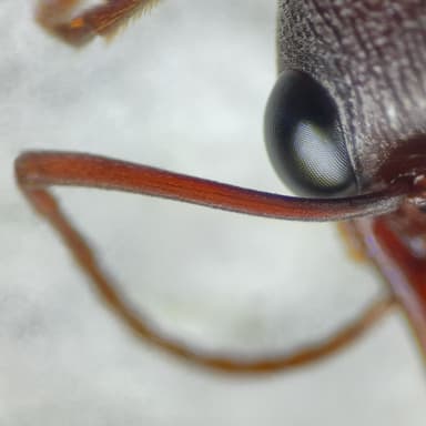 Myrmecia pyriformis photo 130