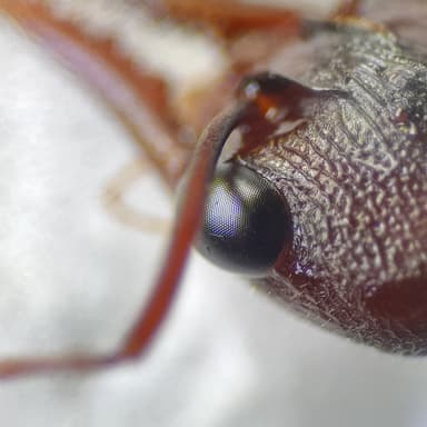 Myrmecia pyriformis photo 131