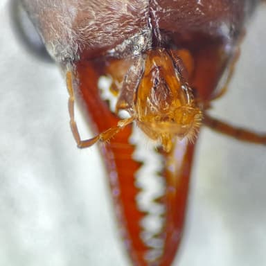 Myrmecia pyriformis photo 132