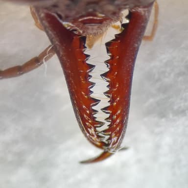 Myrmecia pyriformis photo 133