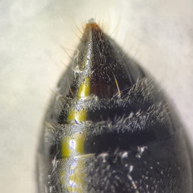 Myrmecia pyriformis photo 134