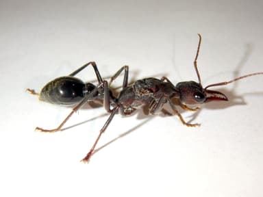 Myrmecia pyriformis photo 135