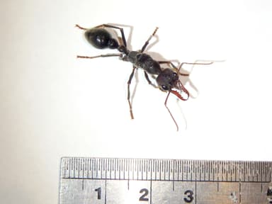 Myrmecia pyriformis photo 137