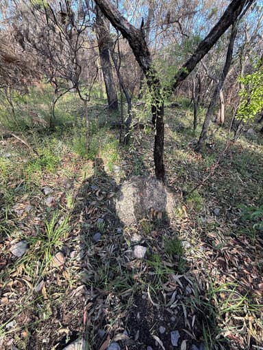 Myrmecia pyriformis — colony photo 142