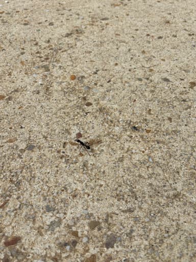 Myrmecia pyriformis photo 144