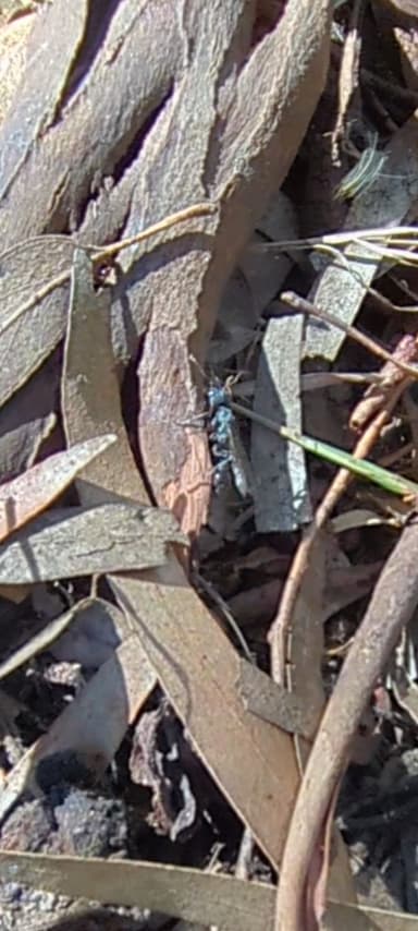 Myrmecia pyriformis photo 145
