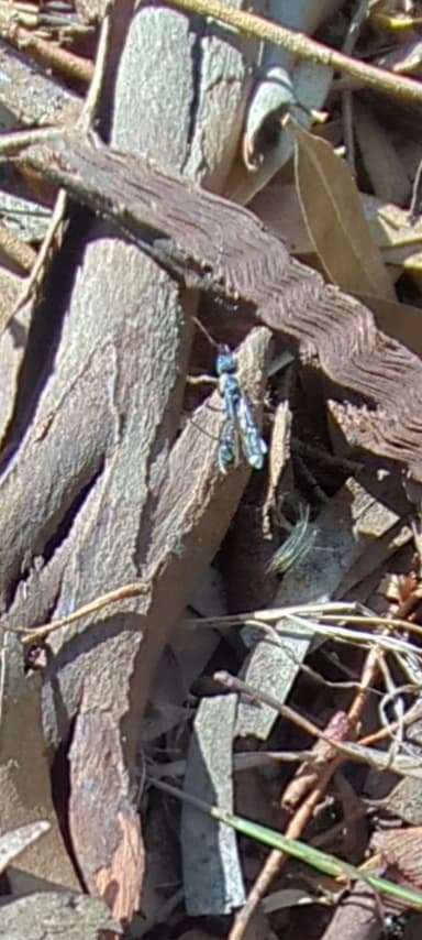 Myrmecia pyriformis photo 146
