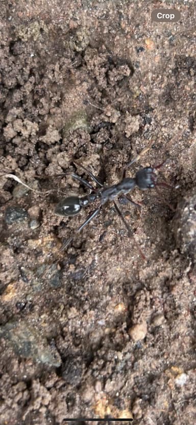 Myrmecia pyriformis photo 147