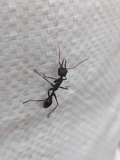 Myrmecia pyriformis photo 148