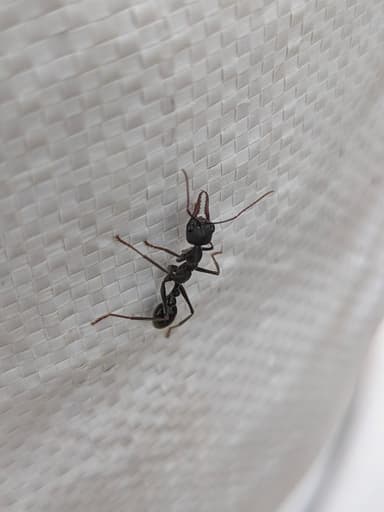 Myrmecia pyriformis photo 149