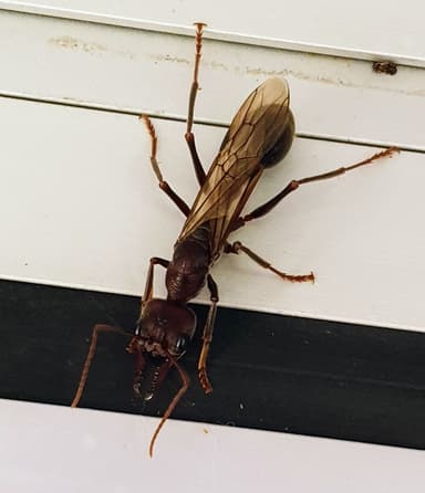 Myrmecia pyriformis — queen photo 151