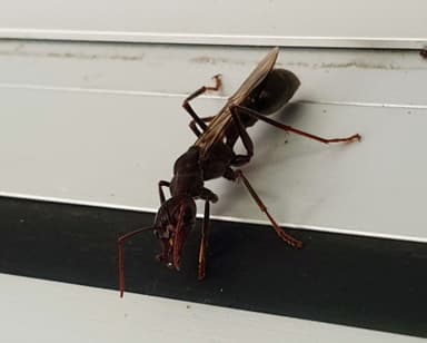 Myrmecia pyriformis — queen photo 152
