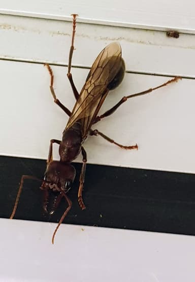 Myrmecia pyriformis — queen photo 154