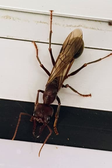Myrmecia pyriformis — queen photo 155