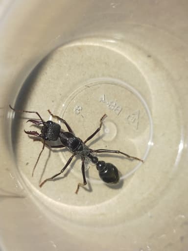Myrmecia pyriformis photo 156