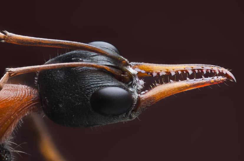 Myrmecia pyriformis photo 1