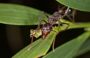 Myrmecia pyriformis photo 2