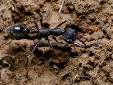 Myrmecia pyriformis photo 3
