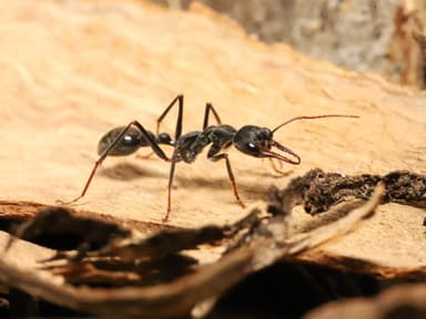 Myrmecia pyriformis photo 4