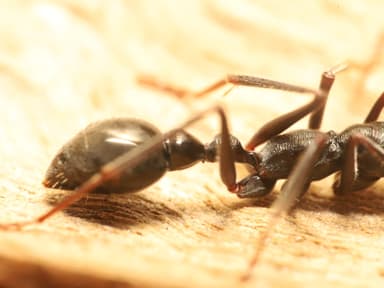 Myrmecia pyriformis photo 5