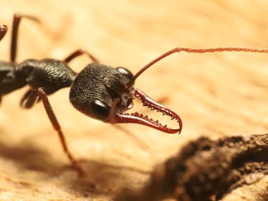 Myrmecia pyriformis photo 6