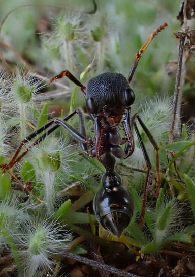 Myrmecia pyriformis photo 7