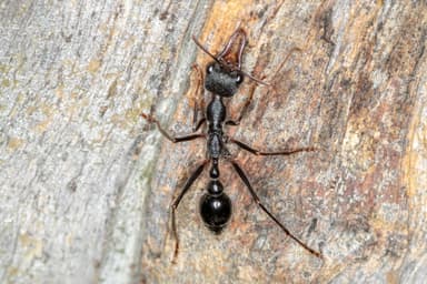 Myrmecia pyriformis photo 8