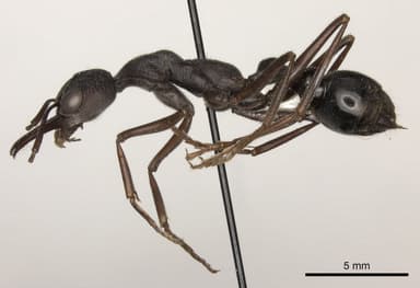Myrmecia pyriformis photo 9