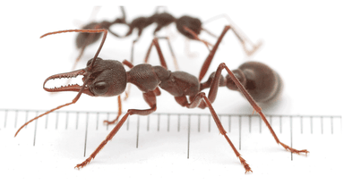 Myrmecia pyriformis photo 10