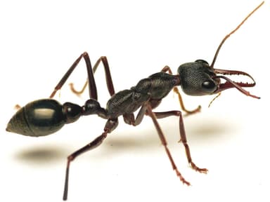 Myrmecia pyriformis photo 11