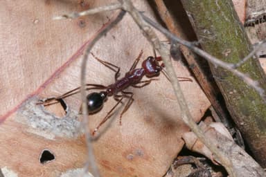 Myrmecia regularis photo 4